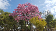 O COLORIDO DOS IPÊS