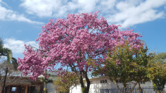 O COLORIDO DOS IPÊS