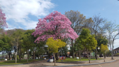 O COLORIDO DOS IPÊS